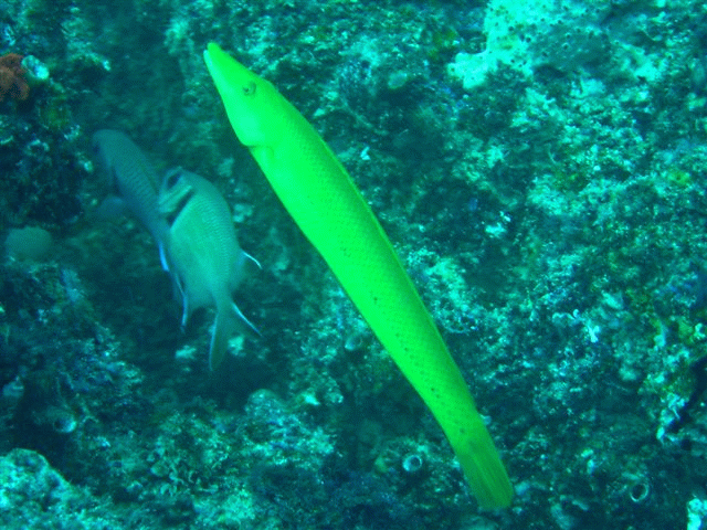 Cigar Wrasse small res.gif